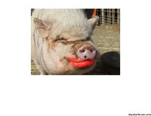 Lipstick on a pig is still a pig_page-0001.jpg