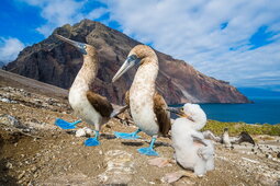 blue footed booby.jpg