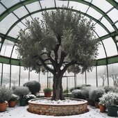 olivetreegreenhouse.jpg