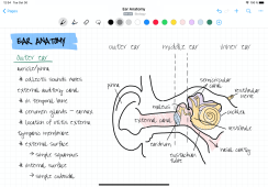 page-ear-anatomy.6d77c3e.png